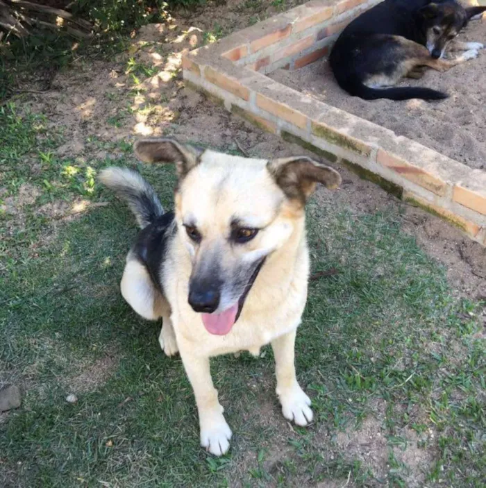 Cachorro ra a SRD idade 4 anos nome PITT