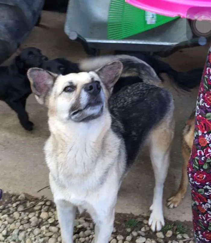 Cachorro ra a SRD idade 4 anos nome PITT