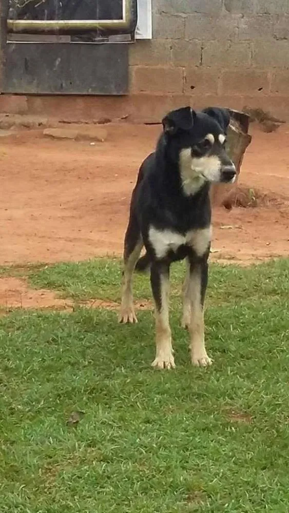 Cachorro raça SRD idade 1 ano nome VALENTE