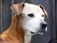 Margarida