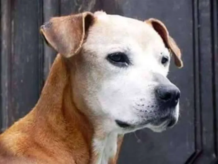 Cachorro ra a SRD idade 6 ou mais anos nome Margarida