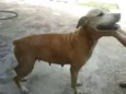 Margarida