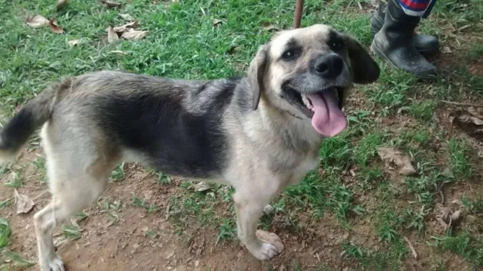 Cachorro ra a SRD idade 4 anos nome DHARA e NICK 