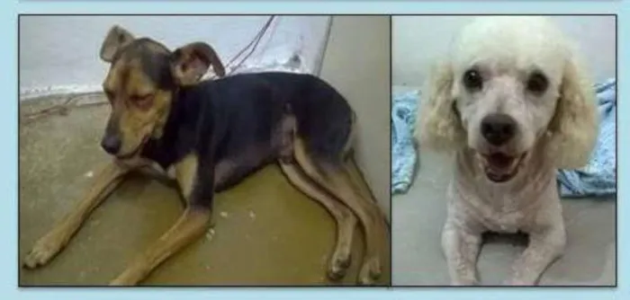 Cachorro ra a poolde e srd idade 2 anos nome Pequenos Taboão da 