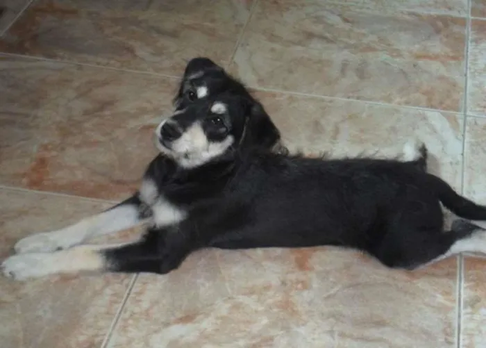 Cachorro raça SRD idade 7 a 11 meses nome JUJUBA