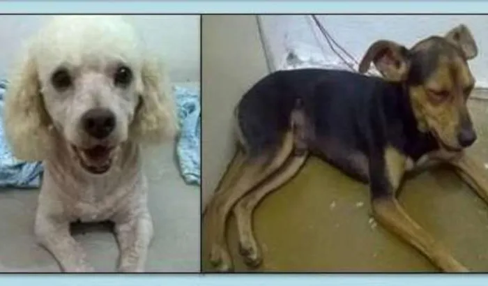 Cachorro ra a poolde e srd idade 2 anos nome Pequenos Taboão da 