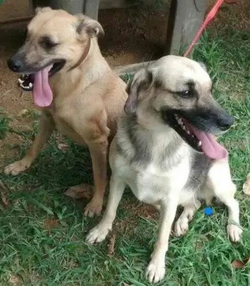 Cachorro ra a SRD idade 4 anos nome DHARA e NICK 