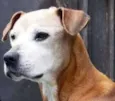 Margarida