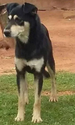Cachorro raça SRD idade 1 ano nome VALENTE
