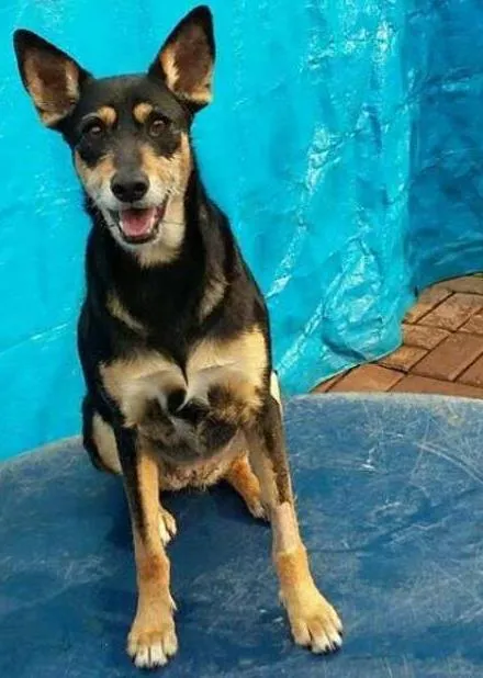 Cachorro ra a srd idade 3 anos nome Aninha