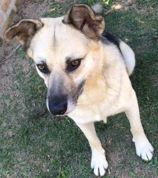 Cachorro ra a SRD idade 4 anos nome PITT