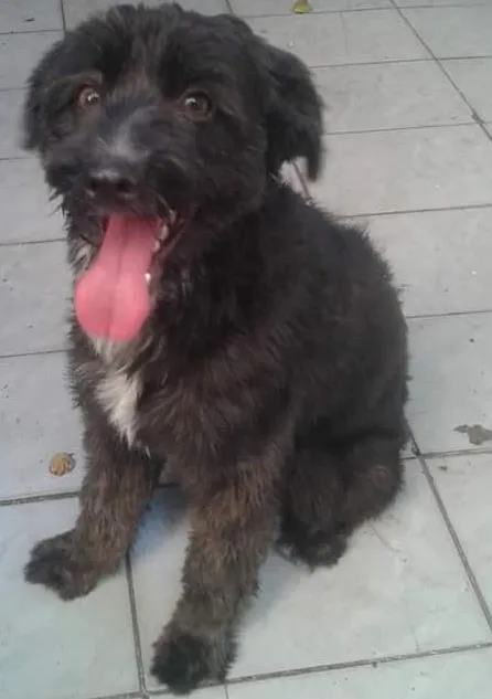 Cachorro ra a Mestiça idade 3 anos nome Amora