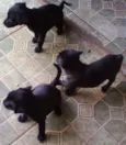 não tem