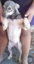 Amor ou lesse 
