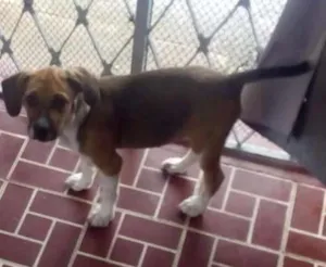 Cachorro raça Vira-lata idade 2 a 6 meses nome Scooby