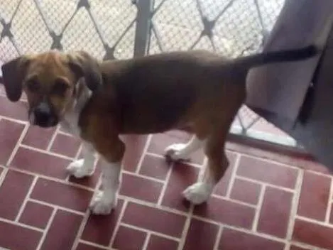 Cachorro ra a Vira-lata idade 2 a 6 meses nome Scooby