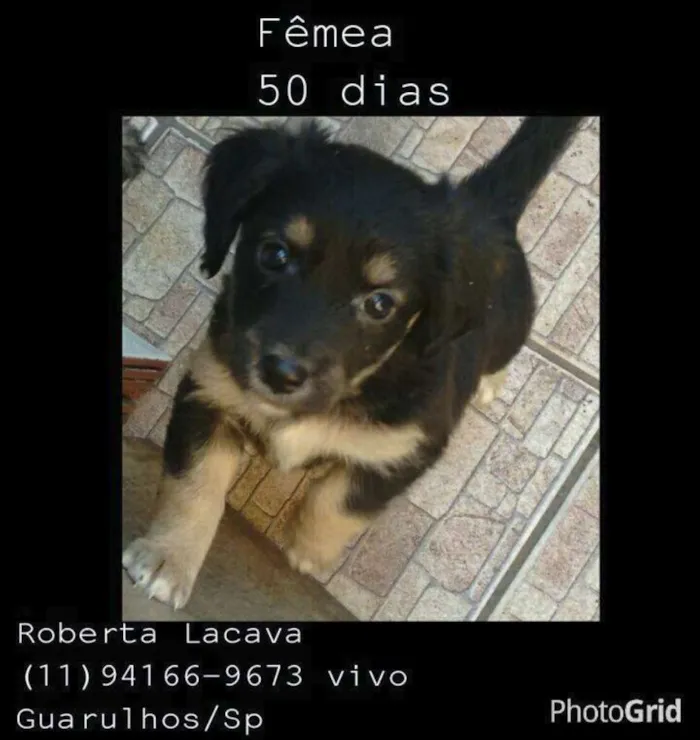 Cachorro ra a srd idade Abaixo de 2 meses nome Dory