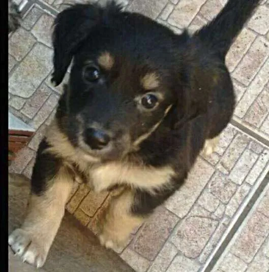 Cachorro ra a srd idade Abaixo de 2 meses nome Dory
