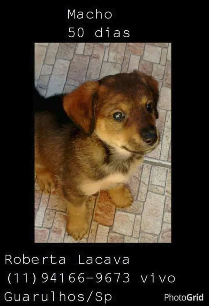 Cachorro ra a SRD idade Abaixo de 2 meses nome Nicholas