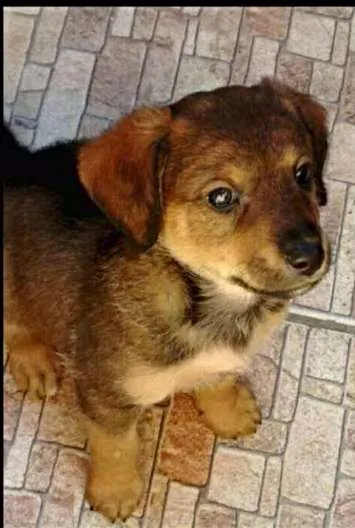 Cachorro ra a SRD idade Abaixo de 2 meses nome Nicholas