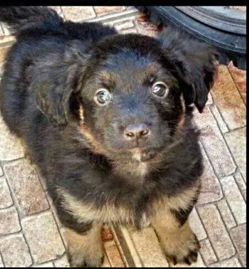 Cachorro ra a SRD idade Abaixo de 2 meses nome Toddy