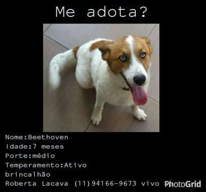 Cachorro ra a SRD idade 2 a 6 meses nome Beethoven