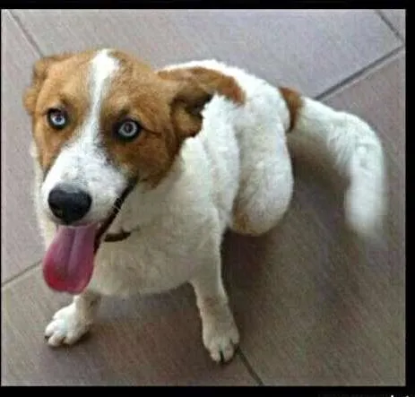 Cachorro ra a SRD idade 2 a 6 meses nome Beethoven