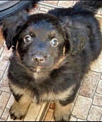 Cachorro ra a SRD idade Abaixo de 2 meses nome Toddy