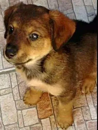 Cachorro ra a SRD idade Abaixo de 2 meses nome Nicholas