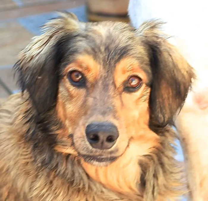 Cachorro ra a  idade 4 anos nome Barão