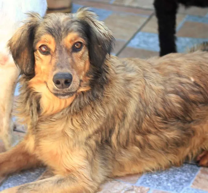 Cachorro ra a  idade 4 anos nome Barão
