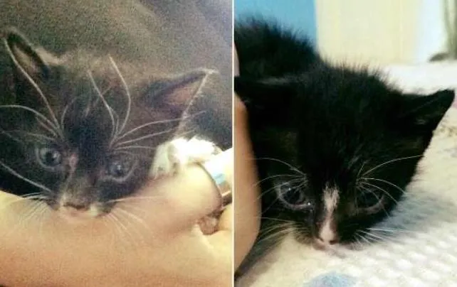 Gato ra a  idade Abaixo de 2 meses nome hermione e minerva