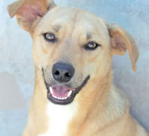 Cachorro raça  idade 1 ano nome Bread
