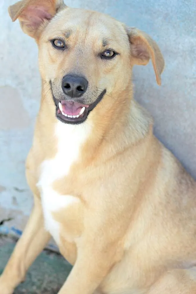 Cachorro ra a  idade 1 ano nome Bread