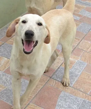 Cachorro raça  idade 1 ano nome Maria Flor
