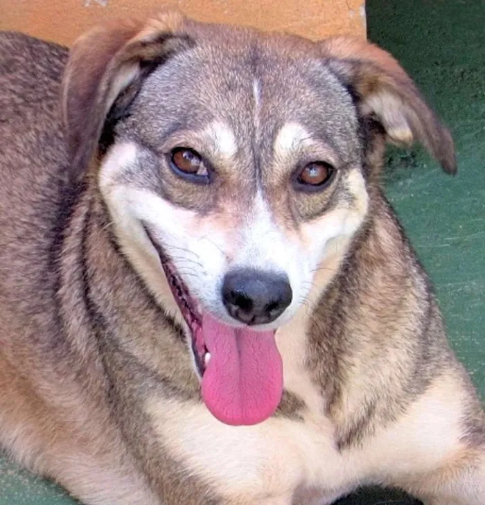 Cachorro ra a  idade 4 anos nome Sandra