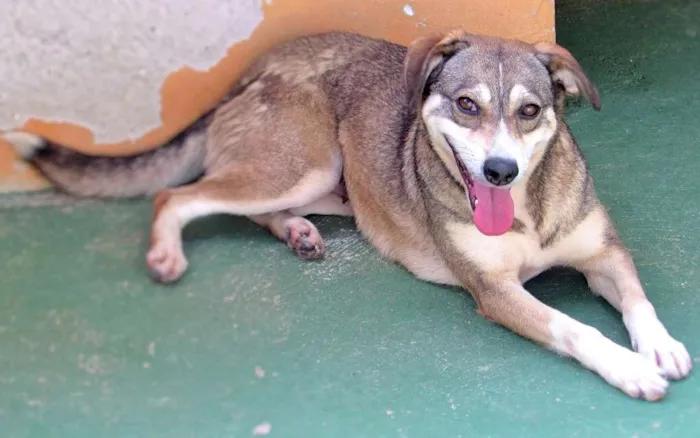 Cachorro ra a  idade 4 anos nome Sandra