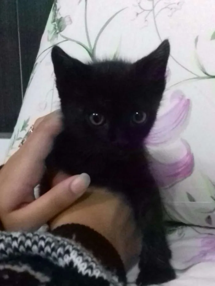Gato ra a Vira lata idade Abaixo de 2 meses nome Banguela