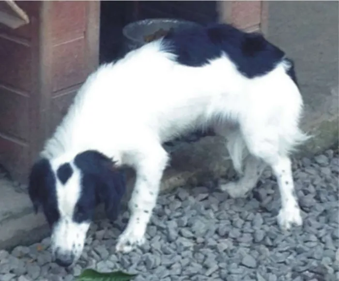Cachorro ra a Border Collie idade 7 a 11 meses nome Bolinha