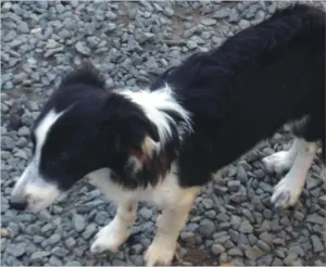 Cachorro raça Border Collie idade 1 ano nome Marley