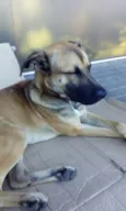 não tem