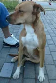 não tem