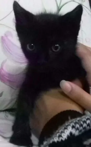 Gato raça Vira lata idade Abaixo de 2 meses nome Banguela