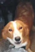 Mel