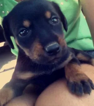 Cachorro raça  idade 2 a 6 meses nome Sem nome