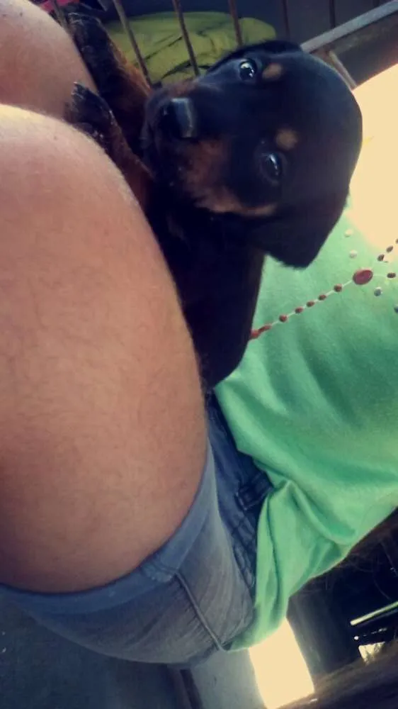 Cachorro ra a  idade 2 a 6 meses nome Sem nome