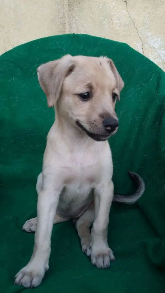 Cachorro ra a SRD idade 2 a 6 meses nome Filhotes 