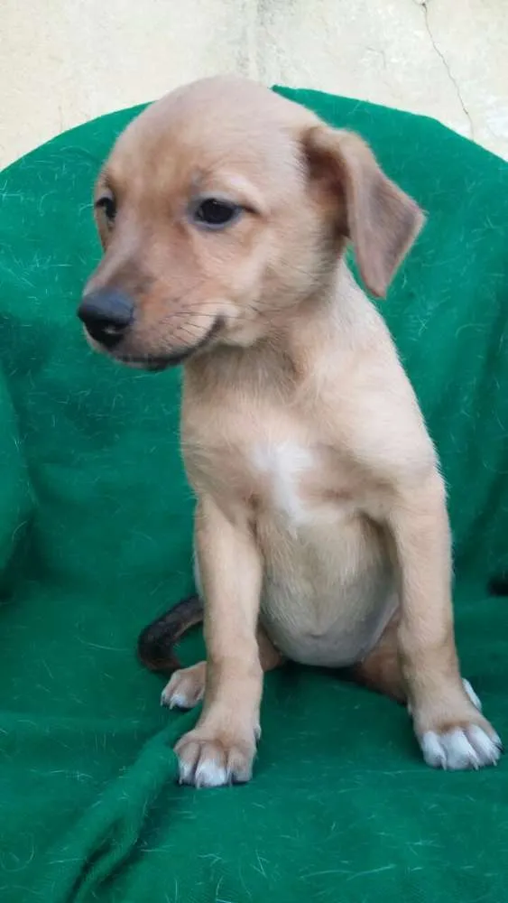 Cachorro ra a SRD idade 2 a 6 meses nome Filhotes 