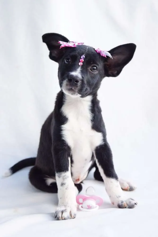 Cachorro ra a SRD0 idade 2 a 6 meses nome Mari