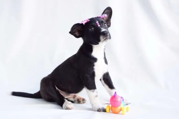 Cachorro ra a SRD0 idade 2 a 6 meses nome Mari